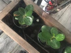 餐具摆设-Cheevit Cheeva(Sirimangkalajarn)
