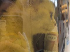 -贝康宠物医院·犬猫全科·小动物特色诊疗中心(东环路店)