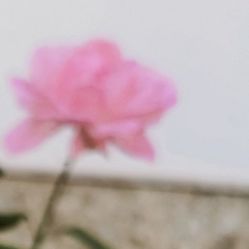 -凡碧诗毛孔收细