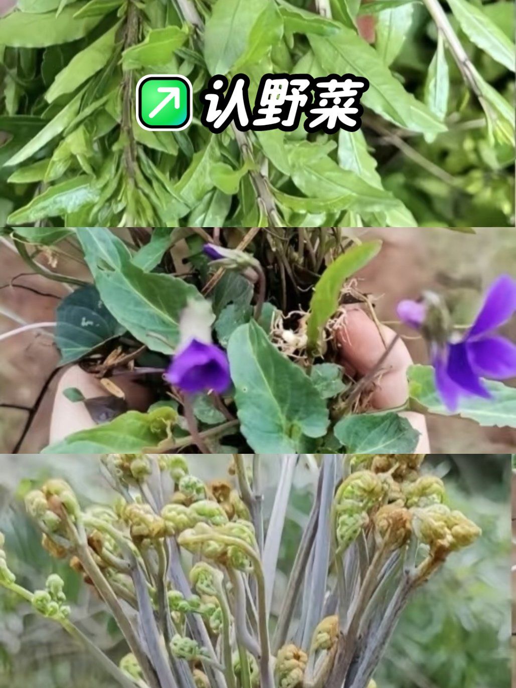 认野菜