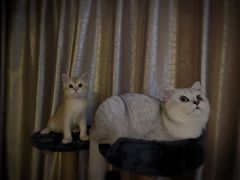 -欣宠猫屋·矮脚拿破仑·蓝金金渐层