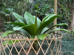 -中国科学院西双版纳热带植物园