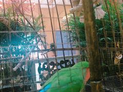 -深圳东部华侨城茵特拉根酒店