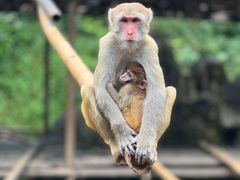 -西双版纳原始森林公园