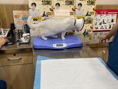 -瑞派名望24h动物医院异宠专科·猫专科·骨科·重症监护分院