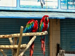-秦皇岛野生动物园