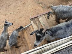 -深圳野生动物园