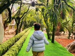 -呀路古热带植物园