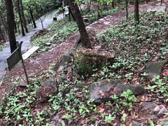 -铁山坪森林公园