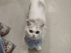 -共舞时光猫咖·狗咖(新街口店)