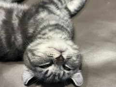 -天使宠物医院·犬猫分诊(彩虹店)