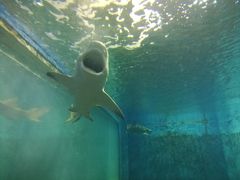 -北戴河圣蓝海洋公园