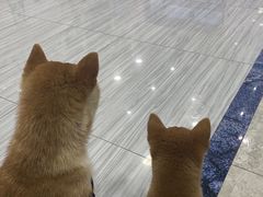 -瑞派名望24h动物医院异宠专科·猫专科·骨科·重症监护分院