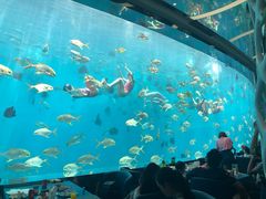 -瑞德姆美人鱼海底演艺主题餐厅(亚龙湾店)