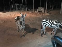 -清迈夜间动物园