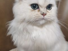 -派特宠物医院(圆融广场店)