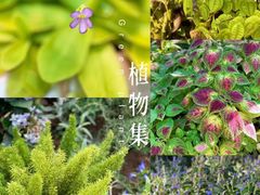 -上海辰山植物园