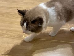 -屋虎猫馆(宝安大仟里店)