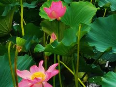 -天津东丽湖风景区