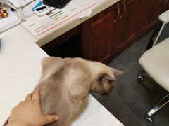 -宠爱国际动物医院· 猫科· 外科·中兽医(长白店)