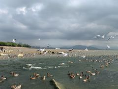 -深圳湾公园(南山区)