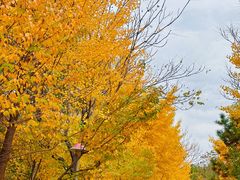 -长白岛森林公园