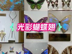 -上海昆虫博物馆