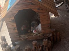-王村姑老土炕莜面村(张北店)