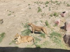 -新疆天山野生动物园