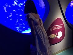 -贝林大翅鲸简餐厅(国家海洋博物馆店)