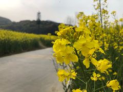 -龙寺生态园