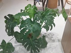 -川岛屋·KAWASIMAYA·咖啡简餐