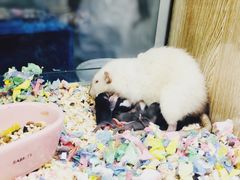 -藦茜花园宠物主题亲子互动体验馆(国顺东路店)