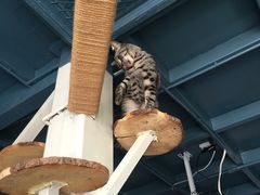 -喵屿·大理花园猫咖