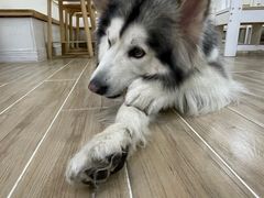 -李小姐の猫咖啡馆(五角场店)