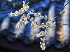 -成都市人民公园