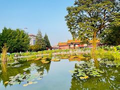 -莲花池公园