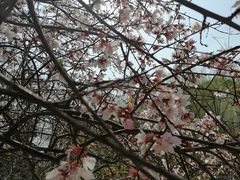 -桃花堤公园