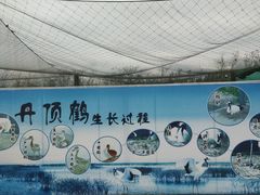 -盐城丹顶鹤湿地生态旅游区