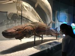 -贝林大翅鲸简餐厅(国家海洋博物馆店)