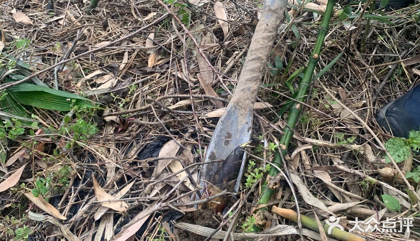 街头漫步｜雨后的竹园[调皮]