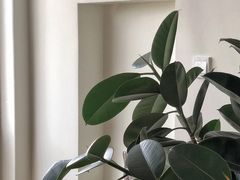 -Lumos一間甜食