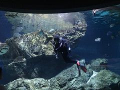 -暹罗海洋世界