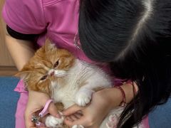 -创凡宠物医院·骨专科  猫科中心(西乡分院)