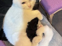 -宠爱国际动物医院·消化内科·心肾内科·ISFM猫友好(望京店)