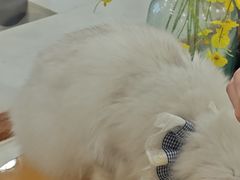 -共舞时光猫咖·狗咖(新街口店)