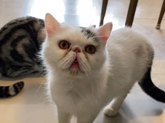 -平行世界·猫咖(首经贸店)