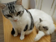 -李小姐の猫咖啡馆(五角场店)