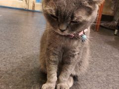 -猫色咖啡·猫咖