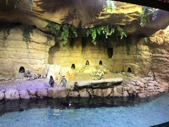 -迪拜水族馆及水下动物园